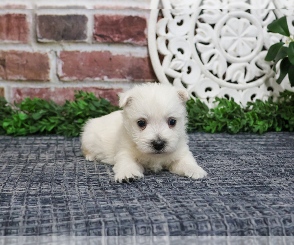 Medium Photo #3 West Highland White Terrier Puppy For Sale in SYRACUSE, IN, USA