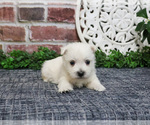 Small #2 West Highland White Terrier