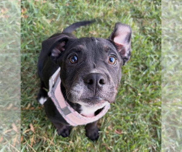 Medium Photo #2 Bulldog-Staffordshire Bull Terrier Mix Puppy For Sale in Davis, CA, USA
