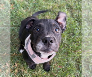 Grace - Female Bulldog-Staffordshire Bull Terrier Mix Dog for Adoption - Photo #2