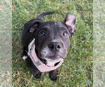 Small Photo #2 Bulldog-Staffordshire Bull Terrier Mix Puppy For Sale in Davis, CA, USA