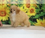 Pretzel - Male Poodle (Toy) Puppy for Sale - Photo #31