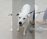 Small #4 Dalmatian-Great Pyrenees Mix