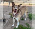 Small Siberian Husky