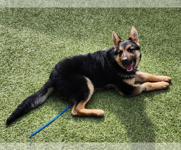 Medium Photo #32 German Shepherd Dog Puppy For Sale in Seattle, WA, USA