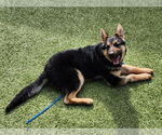 Small #31 German Shepherd Dog