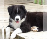 Small #8 Australian Shepherd
