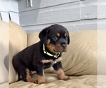 Small #22 Rottweiler