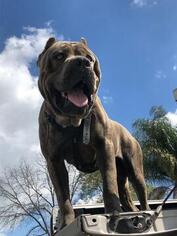 Father of the Cane Corso puppies born on 02/02/2019
