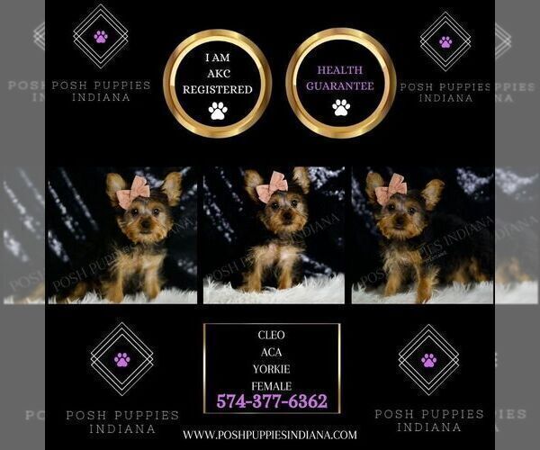 Medium Photo #2 Yorkshire Terrier Puppy For Sale in WARSAW, IN, USA