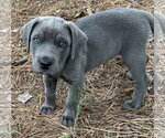 Small #1 Mutt