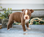 Small #1 Boston Terrier