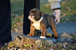 Olde English Bulldogge Puppy for sale in INDIANAPOLIS, IN, USA