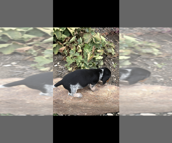 Medium Photo #2 Dachshund Puppy For Sale in NILES, MI, USA