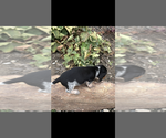 Small #1 Dachshund