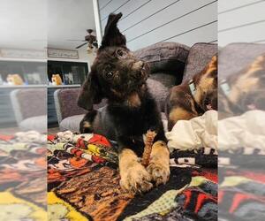 German Shepherd Dog Dogs for adoption in Santa Barbara, CA, USA