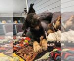 Small German Shepherd Dog