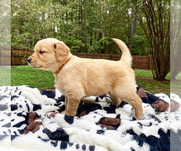 Medium Photo #3 Golden Retriever Puppy For Sale in BUTNER, NC, USA