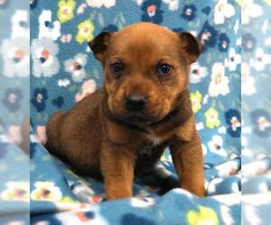 Mutt Dogs for adoption in Thief River Falls, MN, USA
