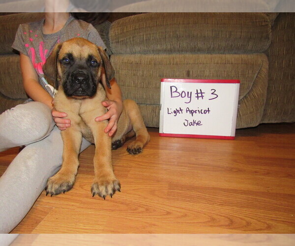 Medium Photo #12 Mastiff Puppy For Sale in FARMERVILLE, LA, USA
