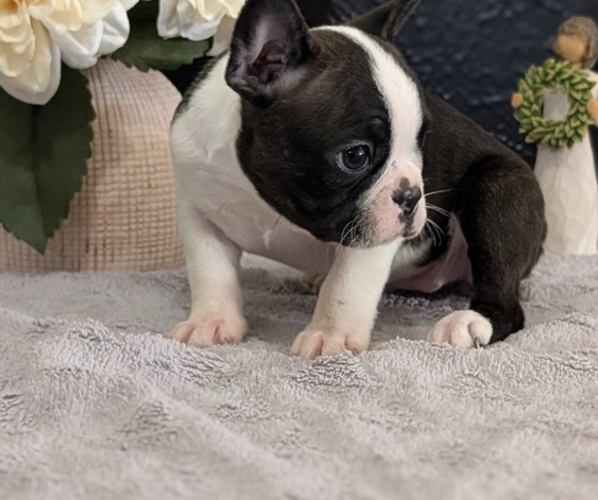 Medium Photo #59 Boston Terrier Puppy For Sale in GOSHEN, IN, USA