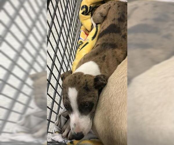 Medium Photo #1 Catahoula Leopard Dog-Unknown Mix Puppy For Sale in Conroe, TX, USA