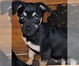Doxie-Pin Dogs for adoption in San Bernardino, CA, USA