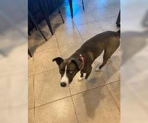 Barklee - Female Siberian Husky-Unknown Mix Dog for Adoption - Photo #3
