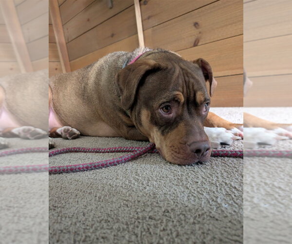 Medium Photo #20 American Staffordshire Terrier-Unknown Mix Puppy For Sale in Brewster, NY, USA