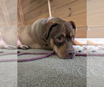 Small #19 American Staffordshire Terrier Mix