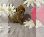 Small Photo #4 Poodle (Toy) Puppy For Sale in SYLMAR, CA, USA