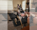Small #3 German Shepherd Dog