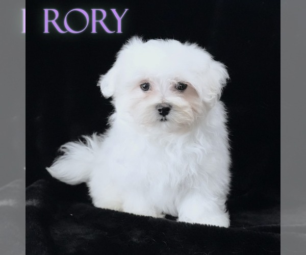 Medium Photo #2 Maltese Puppy For Sale in ROCK VALLEY, IA, USA