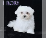 Small #1 Maltese