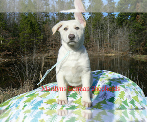 German Shepherd Dog Puppy for sale in PIEDMONT, MO, USA