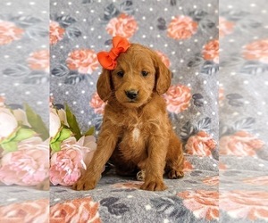 Miniature Labradoodle Puppy for sale in QUARRYVILLE, PA, USA