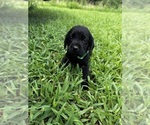 Puppy Rachel Labrador Retriever