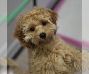 Cavapoo Puppy for sale in ROCKLEDGE, FL, USA