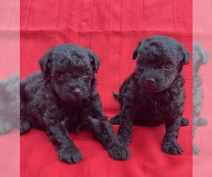 Maltipoo Puppy for sale in RUSSELLVILLE, MO, USA