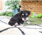 Small #1 Schnauzer (Miniature)