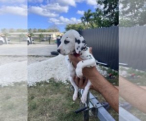 Dalmatian Puppy for sale in MIAMI GARDENS, FL, USA