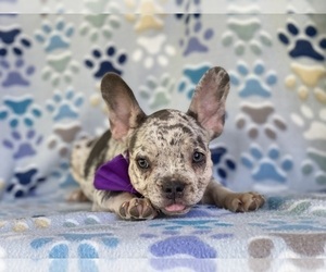 French Bulldog Puppy for sale in LANCASTER, PA, USA