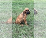 Small Photo #4 Bloodhound Puppy For Sale in CERRO GORDO, NC, USA