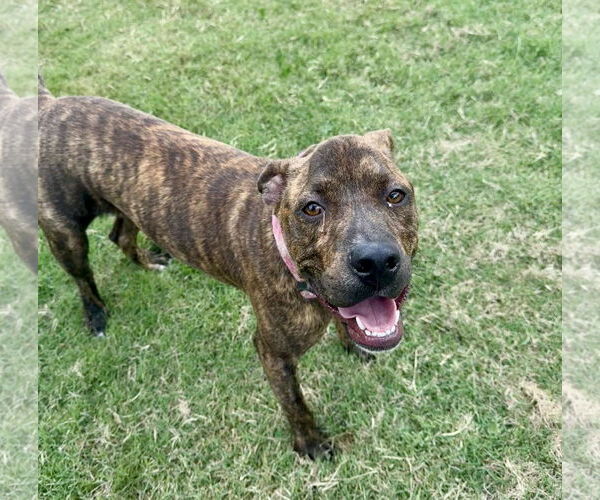 Medium Photo #2 Mutt Puppy For Sale in Rowlett, TX, USA