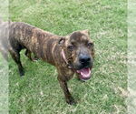 Small #1 Mutt