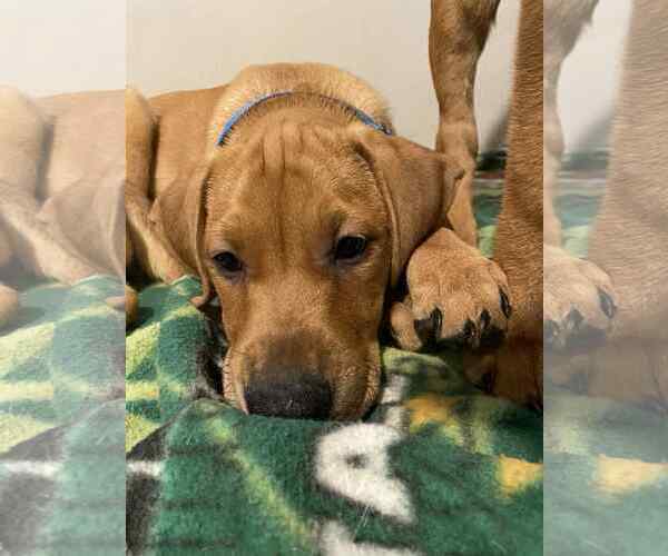 Medium Photo #2 Labrador Retriever-Unknown Mix Puppy For Sale in Mechanicsburg, PA, USA