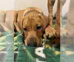 Small #1 Labrador Retriever Mix