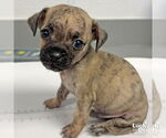 Small #2 Pug Mix