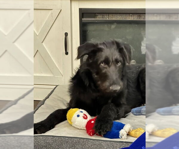 Medium Photo #4 Labradoodle Puppy For Sale in Farmington, MN, USA