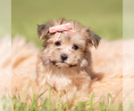 Small Photo #20 Morkie Puppy For Sale in WARSAW, IN, USA